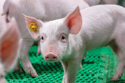 close up to a piglet with ear tag