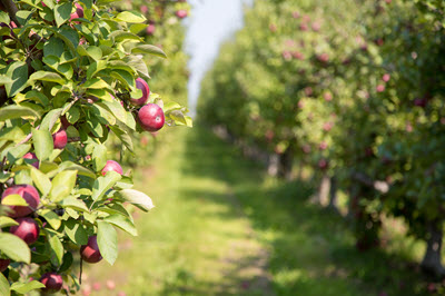 apple orchard in summer