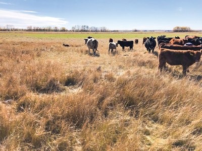 forage impacted by drought