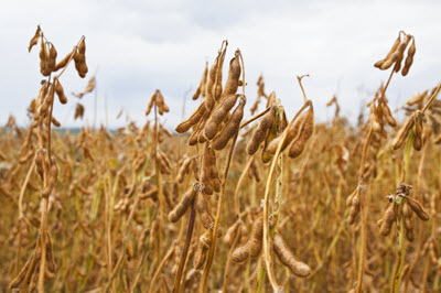 dry soybeans in field