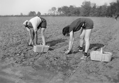Farmerettes working in field