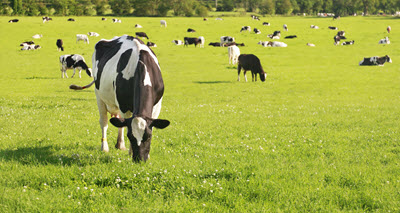 Holstein Cattle in Pasture