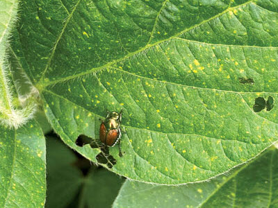 A Japanese Beetle on a soybean leaf