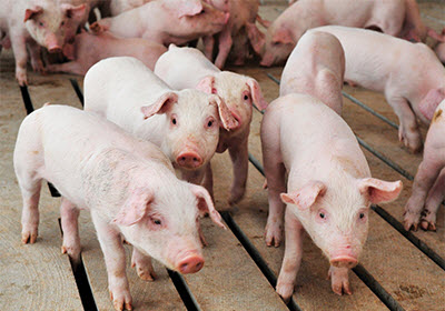 Pigs standing in group on wood floor