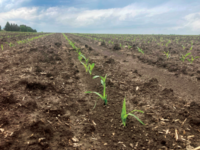 corn starting to grow in field 