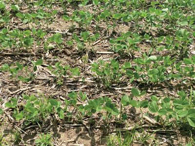 Soybean crop beginning to sprout