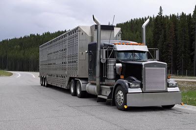 transport truck livestock on road