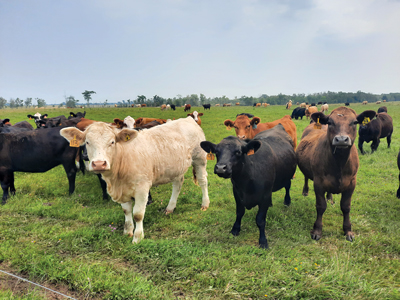 Cattle standing on farm
